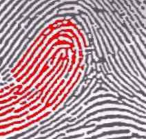 hypothesis about fingerprints