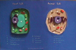 Make a Model of a Plant or Animal Cell – Science Projects