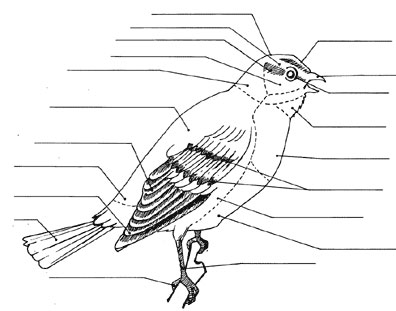 Bird Body Parts Diagram - Feathers And Flight Science Learning Hub